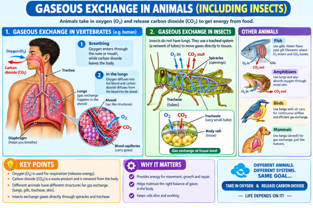 GASEOUS EXCHANGE IN ANIMALS